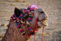 Camel Portrait with colorful decorations Royalty Free Stock Photo