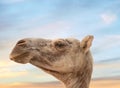 Close up of a  Camel Head in the desert Royalty Free Stock Photo
