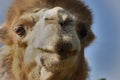 Close up of a camel head Royalty Free Stock Photo