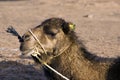 Close up of camel head, Merzouga, Morocco Royalty Free Stock Photo