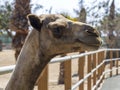 Close-up of camel head in zoo Royalty Free Stock Photo