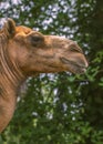 Close-up camel headshot on a sunny day Royalty Free Stock Photo