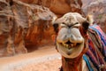 Close up of a camel laughing in to the camera Royalty Free Stock Photo