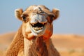 Close up of a camel laughing in to the camera Royalty Free Stock Photo