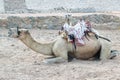 close up camel lying on sand waiting for the tourist on a sea beach Royalty Free Stock Photo
