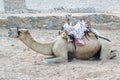 Close up camel lying on sand waiting for the tourist on a sea beach, Egypt Royalty Free Stock Photo