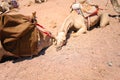 A camel lying on the sand, which has put its head down and is resting Royalty Free Stock Photo