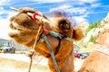 Close-up of camel, Mongolia Royalty Free Stock Photo