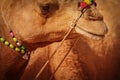 Close up of camel muzzle with traditional decorations. India, Pu