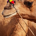 Close up of camel muzzle with traditional decorations. India, Pu