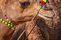 Close up of camel muzzle with traditional decorations. India, Pu