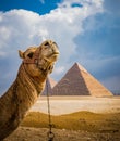 Close up of camel near the Giza pyramids near Cairo Royalty Free Stock Photo