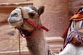 Close-up of a camel in Petra waiting in front of the treasure house for tourists who want to ride on it