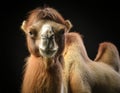 Close-Up Camel Portrait with Dramatic Lighting in Studio Royalty Free Stock Photo