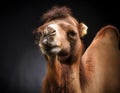 Close-Up Camel Portrait with Dramatic Lighting in Studio Royalty Free Stock Photo