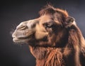 Close-Up Camel Portrait with Dramatic Lighting in Studio Royalty Free Stock Photo