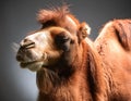 Close-Up Camel Portrait with Dramatic Lighting in Studio Royalty Free Stock Photo