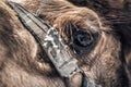 Close-up of a camel`s eye