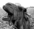 Close up of camel's face in B/W