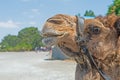 Close-up of a camel\'s head Royalty Free Stock Photo
