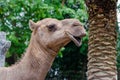 Close-up of a camel`s head next to a palm trunk Royalty Free Stock Photo