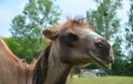 Close up of a camel`s head in a safari park Royalty Free Stock Photo