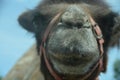 Close up of a camel`s head in a safari park Royalty Free Stock Photo