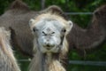 Close up of a camel`s head in a safari park Royalty Free Stock Photo