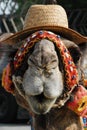 Close-up of a camel`s head in a straw hat, adorned with exotic details for an oriental holiday. Portrait in full-face Royalty Free Stock Photo