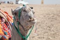 Camel Smile in the Sarhara Desert Royalty Free Stock Photo