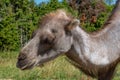 Close up of a camel in summer sunlight Royalty Free Stock Photo