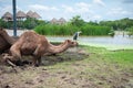 Close up of camel in the sunny day. Royalty Free Stock Photo