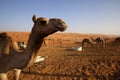 Close-up of a camel in Wahiba Sands, Oman Royalty Free Stock Photo