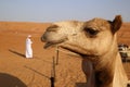 Close-up of a camel in Wahiba Sands, Oman Royalty Free Stock Photo