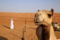 Close-up of a camel in Wahiba Sands, Oman Royalty Free Stock Photo