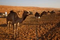 Close-up of a camel in Wahiba Sands, Oman Royalty Free Stock Photo