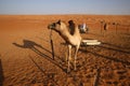 Close-up of a camel in Wahiba Sands, Oman Royalty Free Stock Photo