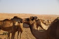 Close-up of a camel in Wahiba Sands, Oman Royalty Free Stock Photo