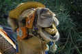 Close-up of a camel& x27;s head in a hat, adorned with exotic details for an oriental holiday. Portrait of a screaming camel. Royalty Free Stock Photo
