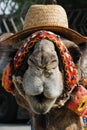 Close-up of a camel's head in a straw hat, adorned with exotic details for an oriental holiday. Portrait in full-face. Royalty Free Stock Photo