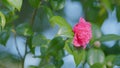 Camellia Bloom On Green Bush In Garden. Pink Camellia In Flower. Beautiful Pink Flower With Soft Petals. Close up. Royalty Free Stock Photo