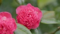 Camellia Bloom On Green Bush In Garden. Pink Camellia In Flower. Beautiful Pink Flower With Soft Petals. Close up. Royalty Free Stock Photo