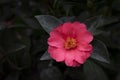 Close-up of Camellia flower with red petals and yellow pollen blooming in the garden on a dark green background. Royalty Free Stock Photo