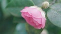 Camellia Japonica Or April Dawn Blush. Pink Flower. Flower Of Pink Camellia Japonica. Royalty Free Stock Photo