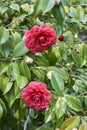 Camellia japonica blossom Royalty Free Stock Photo