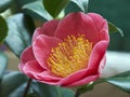 Camellia japonica blossom Royalty Free Stock Photo