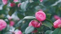 Camellia Japonica Variety Flower With Copy Space. Large Pink Camellia Flower In Garden.