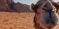 Close-up of a camels face, with its long eyelashes and calm demeanor, set against the backdrop of a shimmering desert