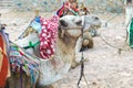 Camels lying on sand waiting for the tourist on a sea beach Royalty Free Stock Photo