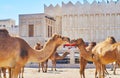 Lovely camels in Doha market, Qatar